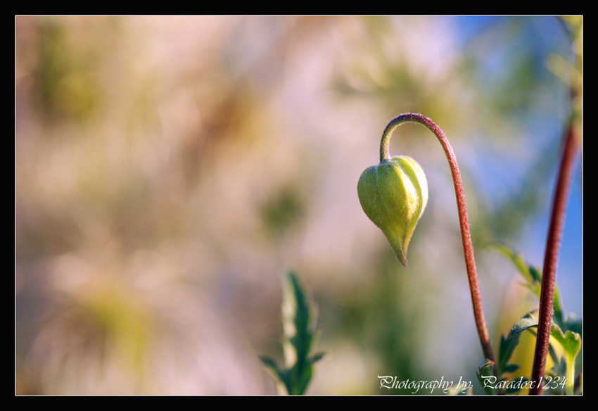 flower cane