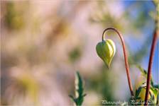 flower cane