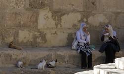 lazy cats in the sousse