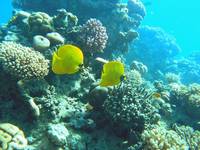 Masked butterflyfish