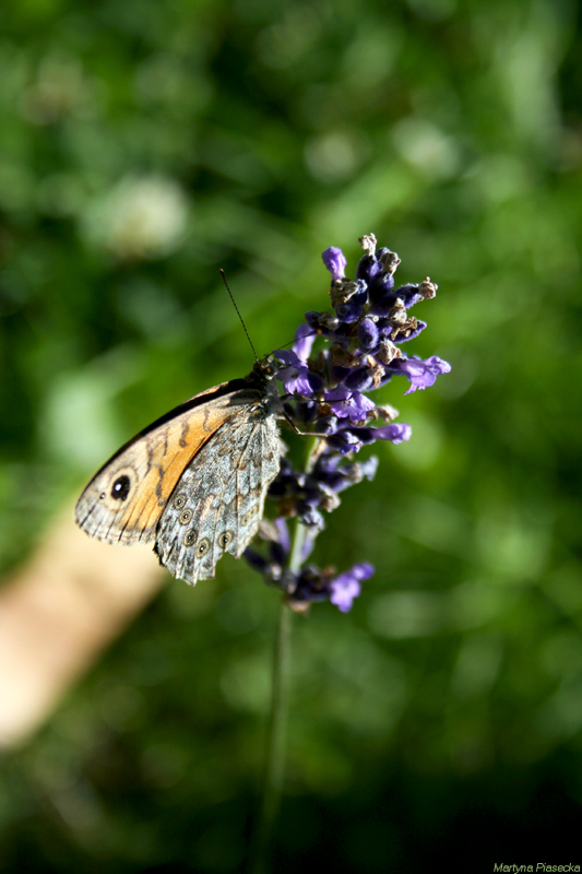 Motyl