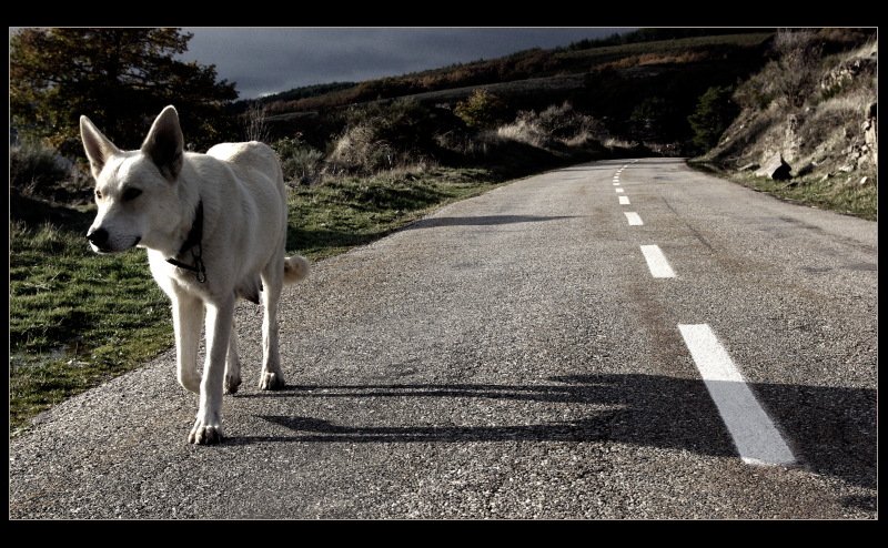 Perro de Manjarin