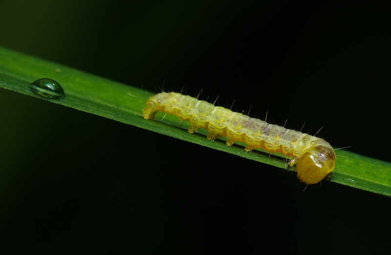 Caterpillar