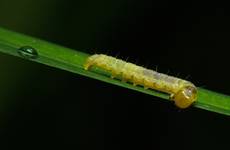 Caterpillar