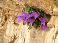 Campanula Alpina