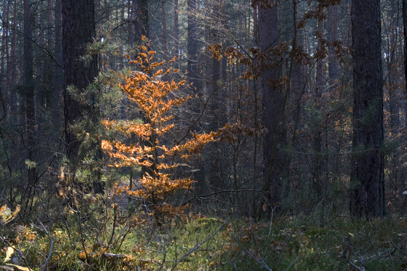 oświecony...