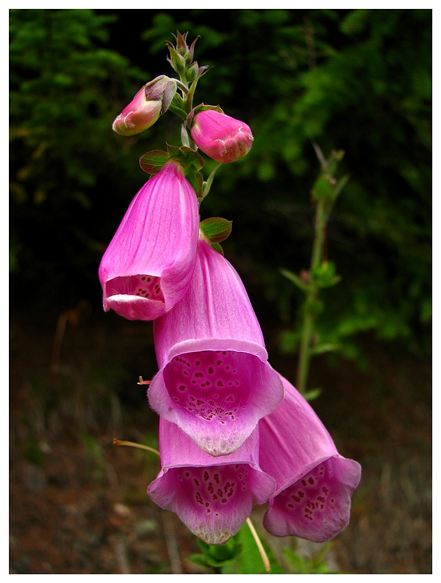 Naparstnica purpurowa