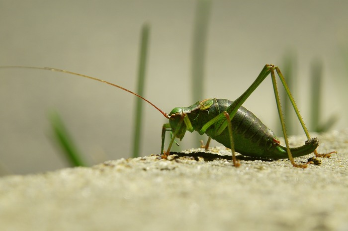 Opaślik sosnowy Barbitistes costrictus