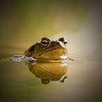 bufo \' n...