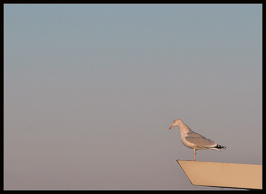 Seagul