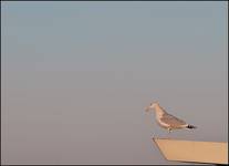 Seagul