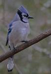 Blue Jay 2