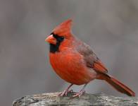 Northern Cardinal 3