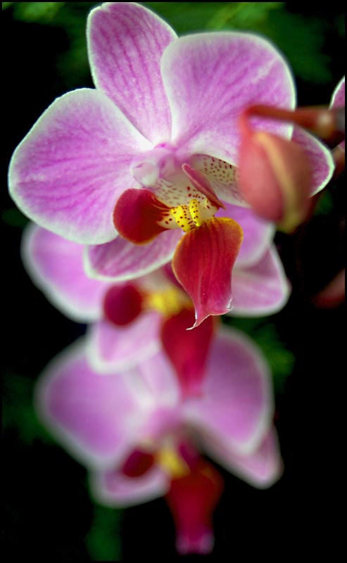 Orchid