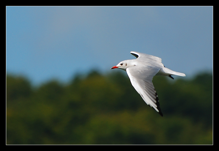 Mewa śmieszka (Larus ridibundus)