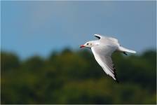 Mewa śmieszka (Larus ridibundus)