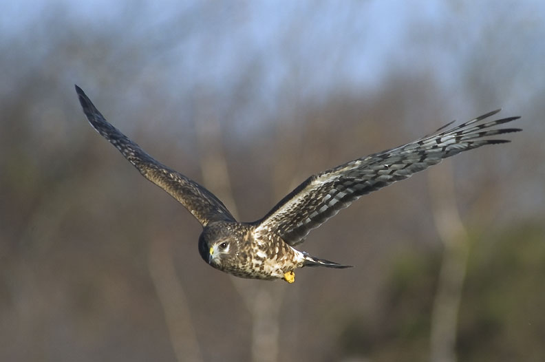 Blotniak zbozowy, Cirus cyaneus,Northern Harrier