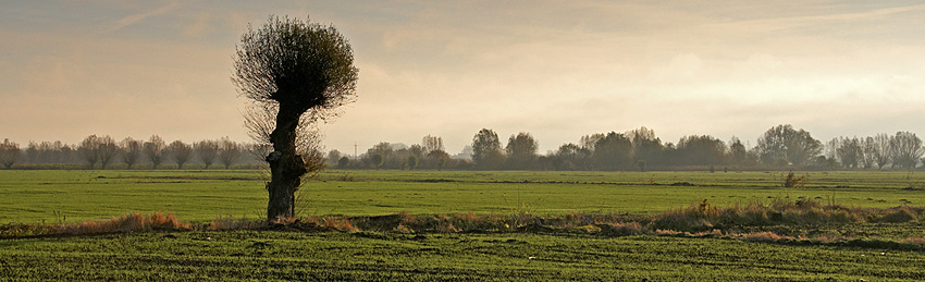 Samotne na Żuławach