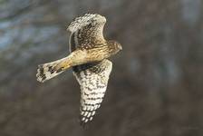 Blotniak zbozowy, Cirus cyaneus, Northern Harrier