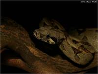 Boa constrictor