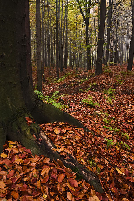 Wspomnienia ostatniej jesieni