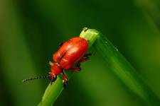 Poskrzypka liliowa (Lilioceris lilii)