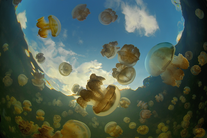 Jellyfish lake