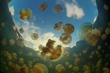 Jellyfish lake