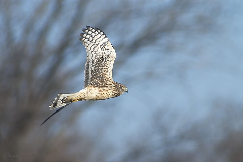 Blotniak zbozowy, Cirus cyaneus, Northern Harrier