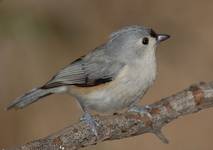 Tufted Titmouse