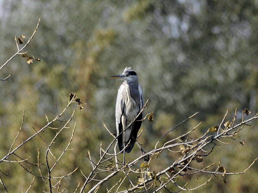 czapla siwa