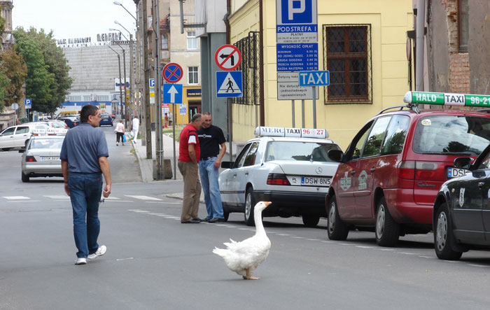 Taxi proszę !