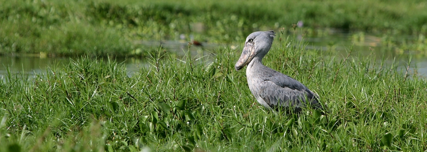 Trzewikodziób - Shoebill