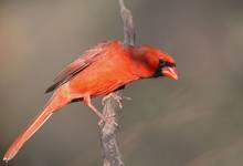 Northern Cardinal