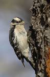 Downy Woodpecker 2