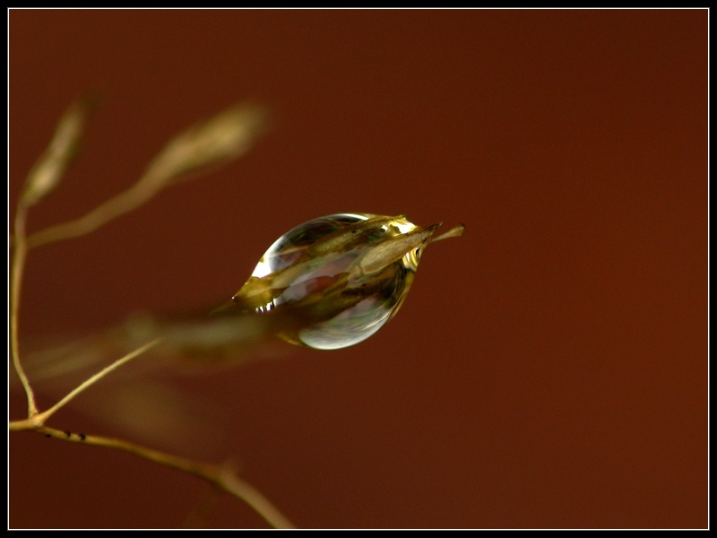 golden drop