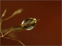 golden drop