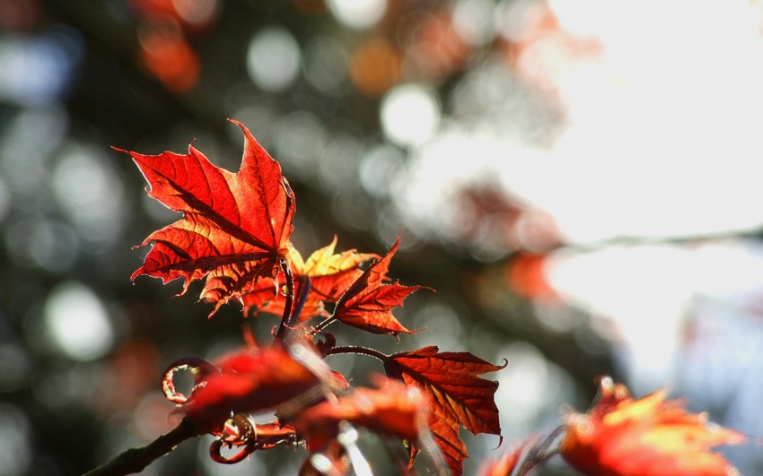 Acer rubrum