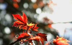 Acer rubrum