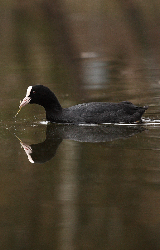 Łyska (Fulica atra)