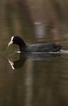 Łyska (Fulica atra)