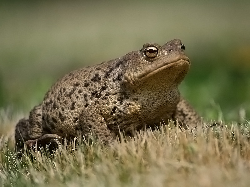 Zapaśnik sumo