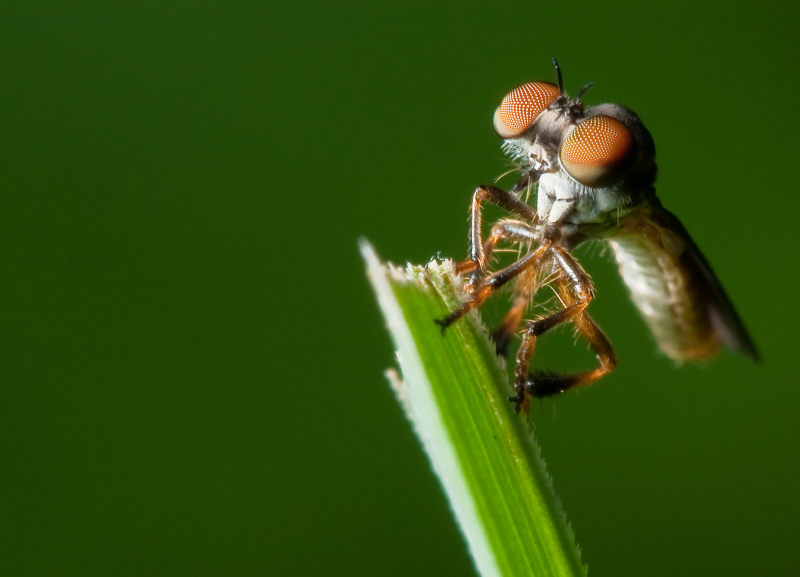 Ommatius tibialis