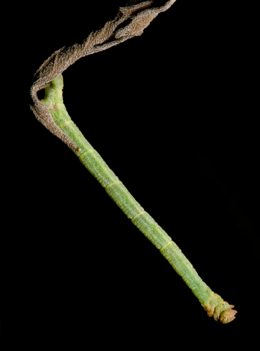 Caterpillar - Hethemia pistasciaria