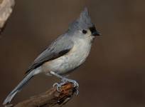 Tufted Titmouse 2