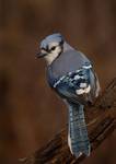 Blue Jay 3