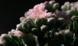 Kalanchoe