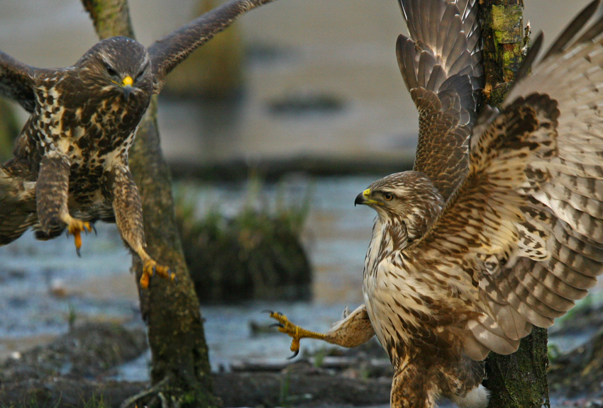 Walka.... Buteo buteo