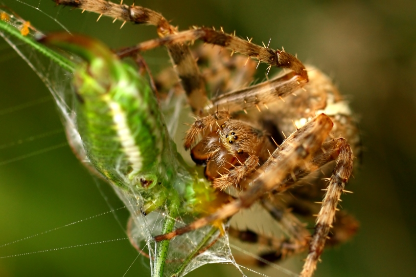 Araneus