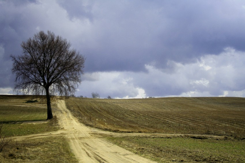 Samotne drzewo na rozstaju